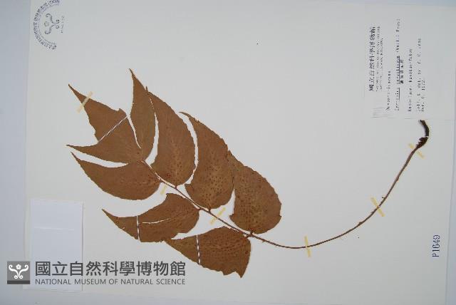 細齒貫眾蕨藏品圖，第1張