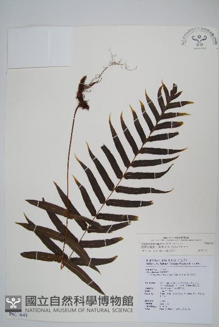 箭葉水龍骨、擬水龍骨藏品圖，第1張