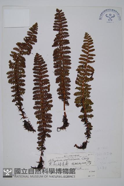 黑稈蹄蓋蕨藏品圖，第1張