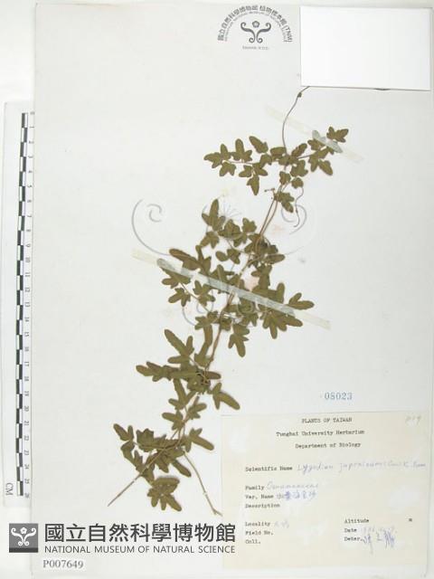 海金沙藏品圖，第1張