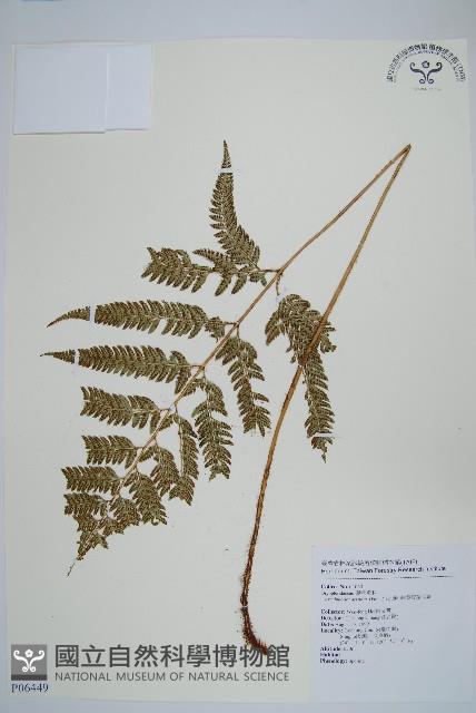 細葉複葉耳蕨藏品圖，第1張
