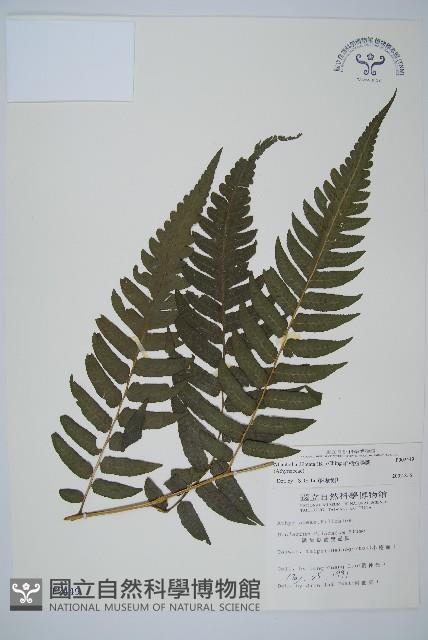 毛柄短腸蕨藏品圖，第1張