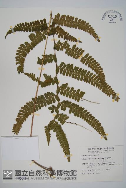 團羽鱗蓋蕨藏品圖，第1張