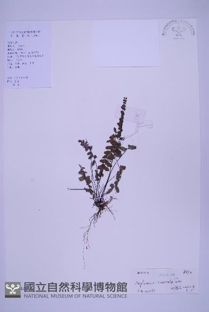 生芽鐵角蕨藏品圖，第1張