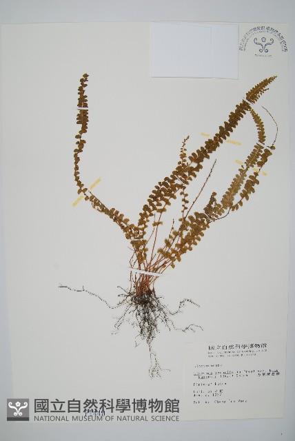 方柄陵齒蕨藏品圖，第1張