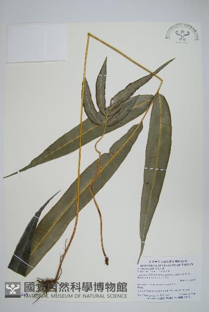 爪哇鳳尾蕨藏品圖，第1張