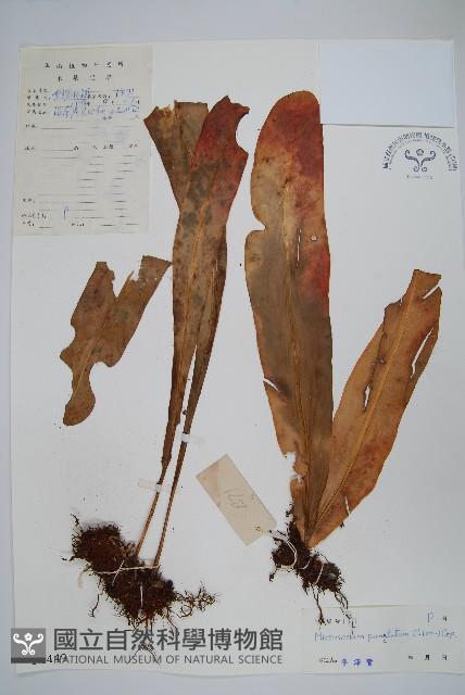 星蕨藏品圖，第1張