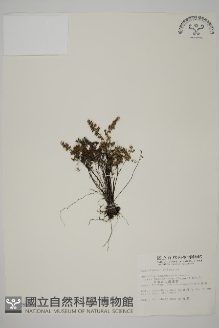 臺灣高山鐵線蕨藏品圖，第1張