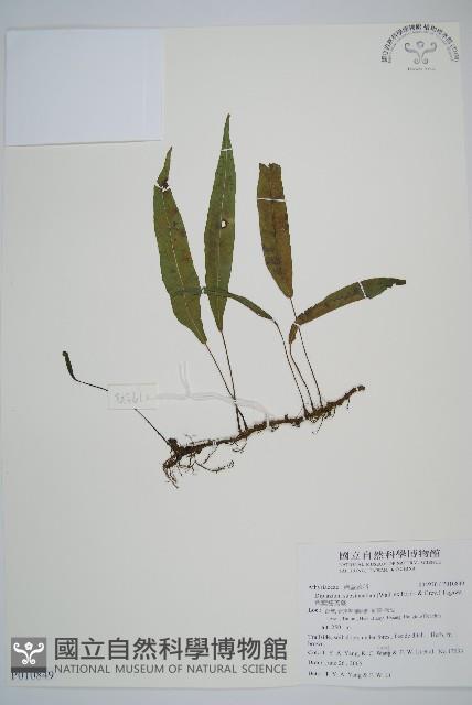 單葉雙蓋蕨藏品圖，第1張