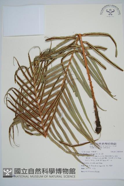 烏毛蕨藏品圖，第1張