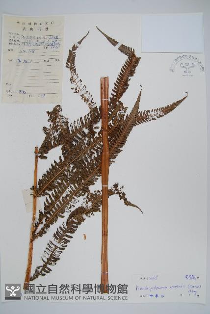 假毛蕨藏品圖，第1張