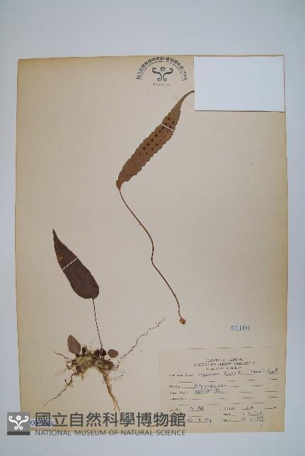 三葉茀蕨藏品圖，第1張