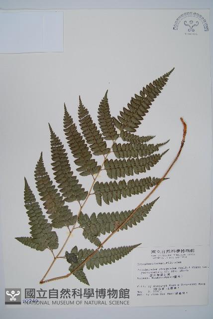 屋久複葉耳蕨藏品圖，第1張