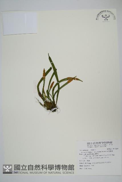 擬芨瓦葦藏品圖，第1張