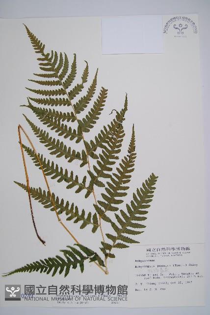 東洋蹄蓋蕨藏品圖，第1張