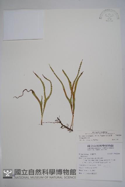 擬芨瓦葦藏品圖，第1張