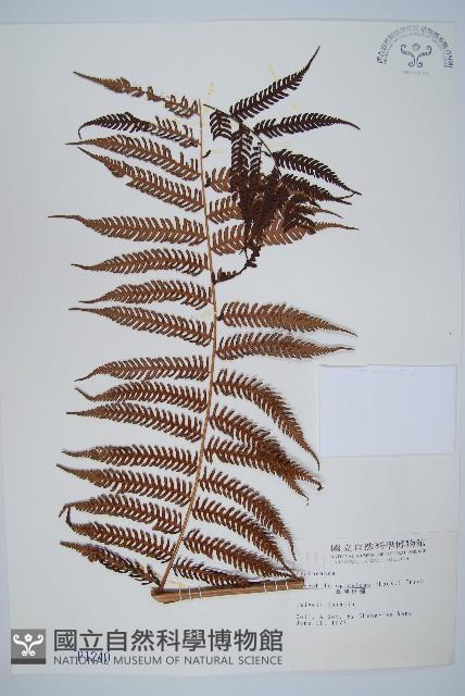 臺灣桫欏藏品圖，第1張