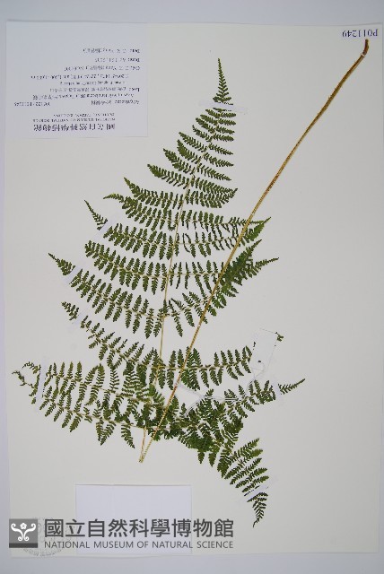 禾稈亮毛蕨藏品圖，第1張