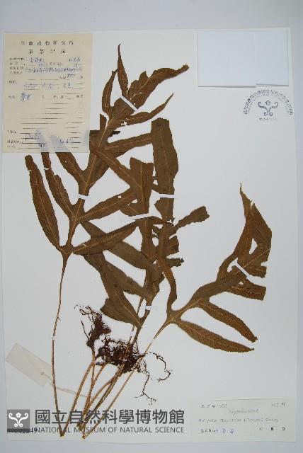 曲邊線蕨藏品圖，第1張