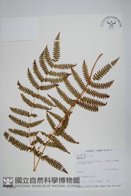 蓬萊鳳尾蕨藏品圖，第1張