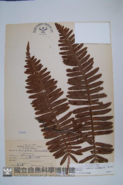 臺灣水龍骨藏品圖，第1張