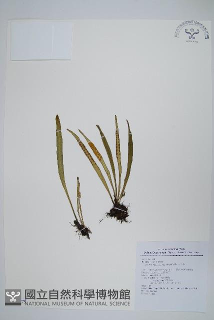 瓦葦藏品圖，第1張