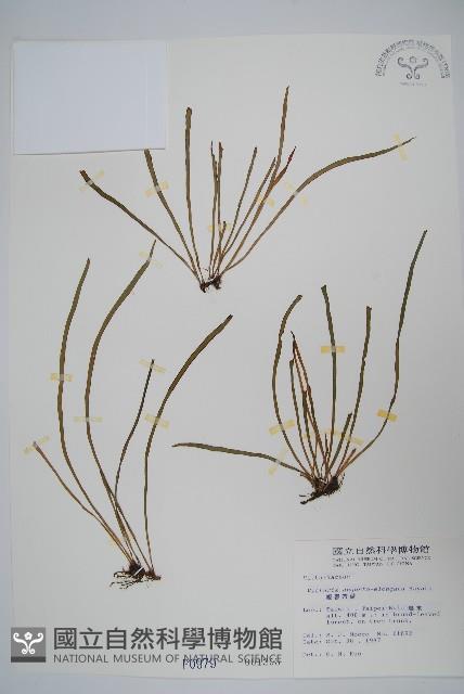 姬書帶蕨藏品圖，第1張