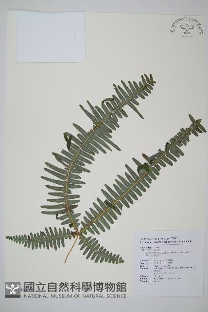 大羽芒萁藏品圖，第1張