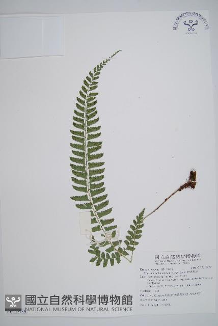 韓氏耳蕨藏品圖，第1張