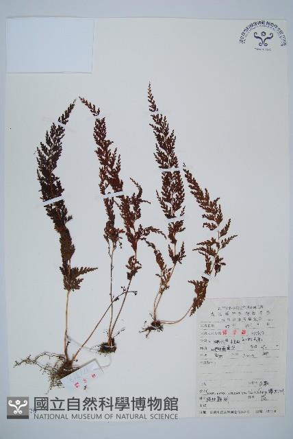 烏蕨藏品圖，第1張