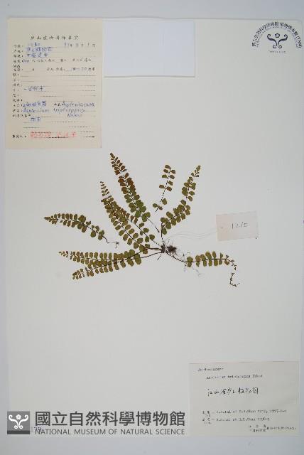 三翅鐵角蕨藏品圖，第1張