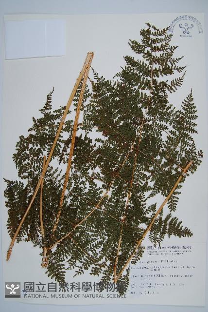 魚鱗蕨藏品圖，第1張
