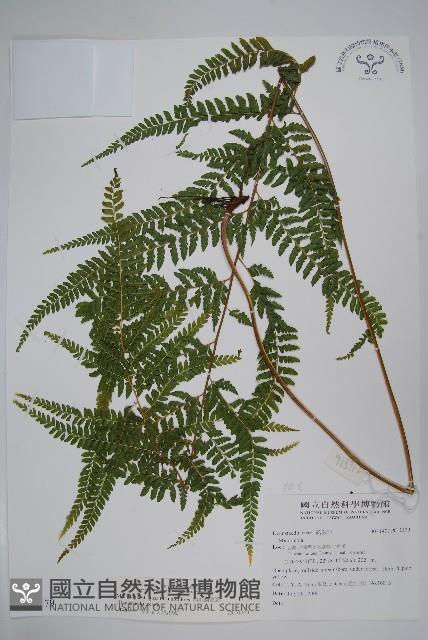 粗毛鱗蓋蕨藏品圖，第1張