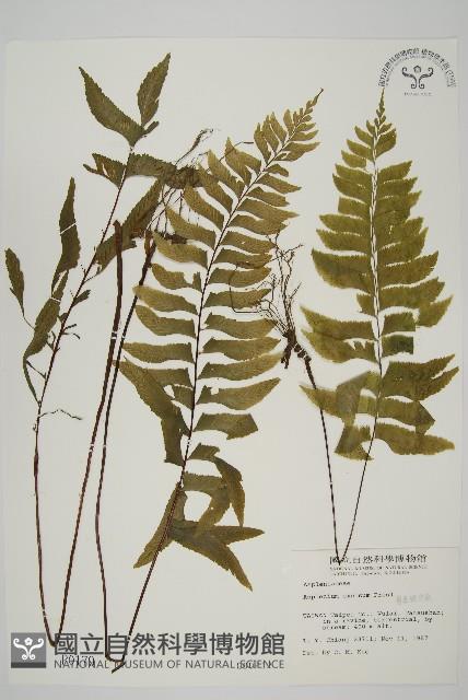 剪葉鐵角蕨藏品圖，第1張