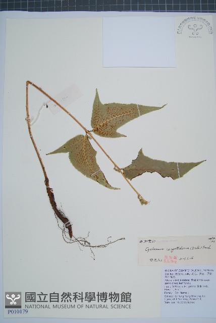 Accession Number:P010179 Collection Image, Figure 1, Total 5 Figures