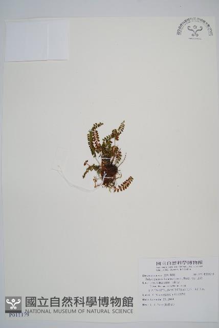 芽胞耳蕨藏品圖，第1張