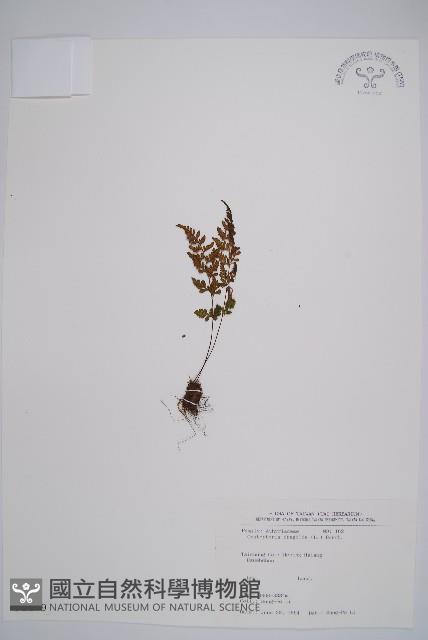 冷蕨藏品圖，第1張