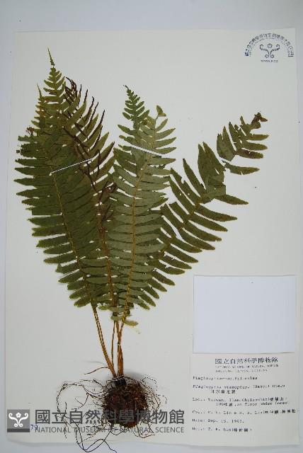 耳形瘤足蕨藏品圖，第1張