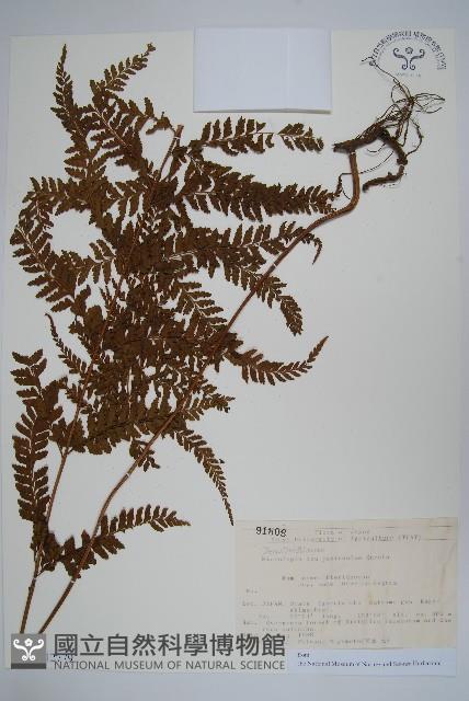 登錄號:P012779藏品圖，第1張