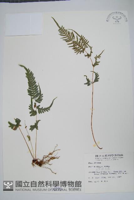 天草鳳尾蕨藏品圖，第1張