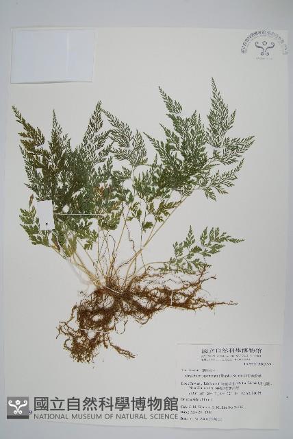 日本金粉蕨藏品圖，第1張