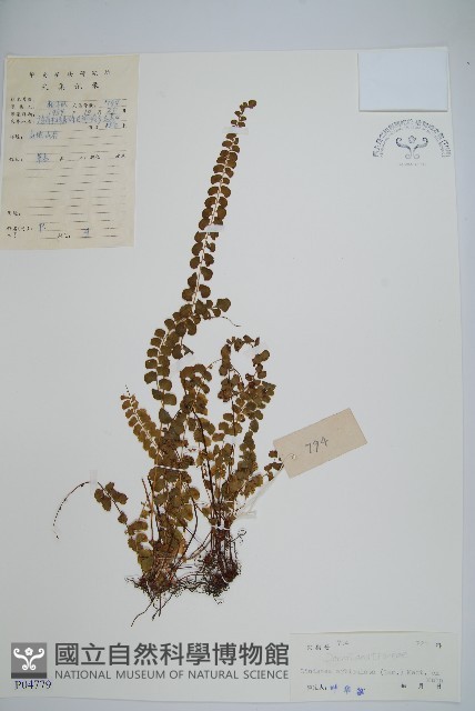 登錄號:P004779藏品圖，第1張