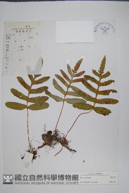 登錄號:P003779藏品圖，第1張