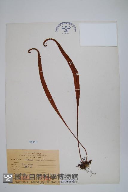 鱗瓦葦、長柄瓦葦藏品圖，第1張