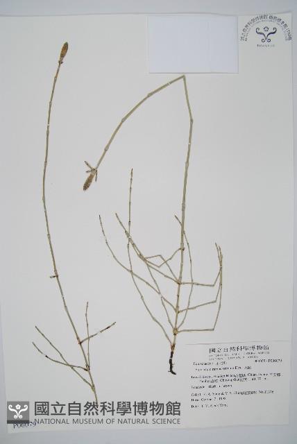 木賊藏品圖，第1張