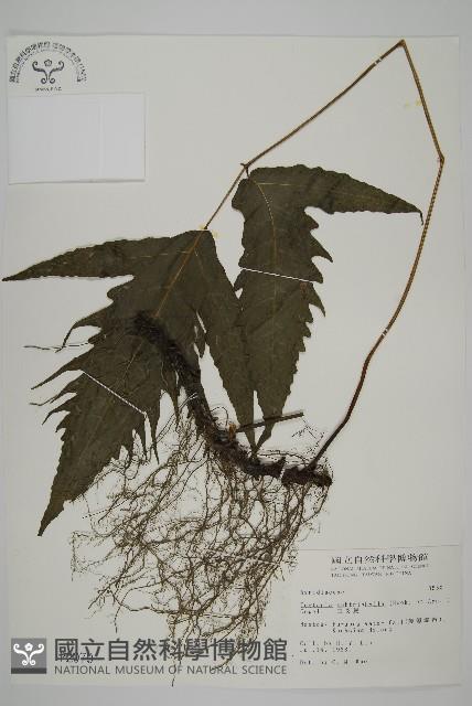 三叉蕨藏品圖，第1張