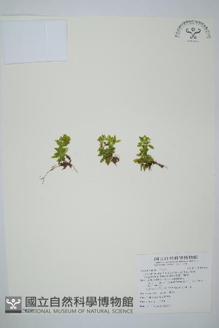 長柄千層塔藏品圖，第1張