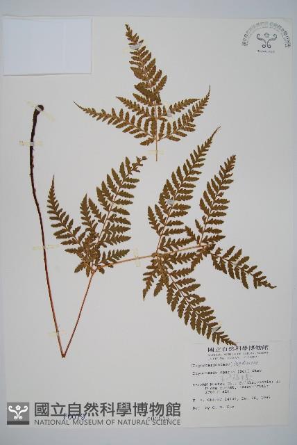 長葉鱗毛蕨藏品圖，第1張