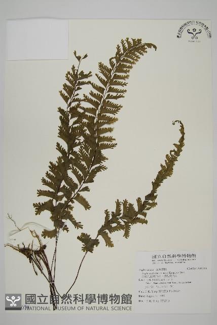 薄葉孔雀鐵角蕨、邊孢鐵角蕨藏品圖，第1張