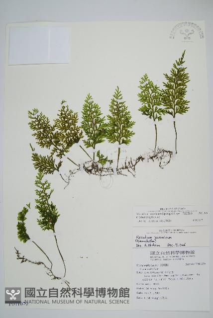 爪哇蕗蕨藏品圖，第1張